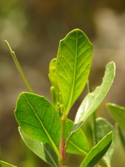 Baccharis macrantha