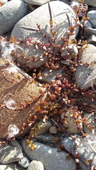 Epilobium microphyllum