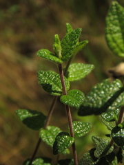 Chromolaena bullata
