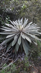 Espeletia corymbosa