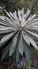 Espeletia corymbosa