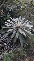 Espeletia corymbosa