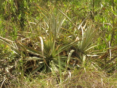Puya bicolor