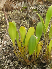 Stelis galeata