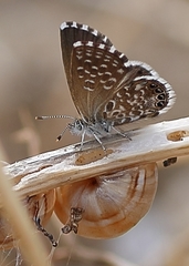 Brephidium metophis