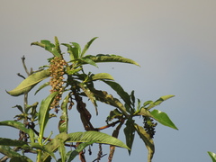 Escallonia pendula