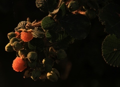 Rubus ellipticus