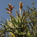 Tillandsia restrepoana - Photo (c) Mateo Hernandez Schmidt, some rights reserved (CC BY-NC-SA), uploaded by Mateo Hernandez Schmidt