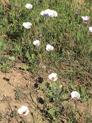 Calochortus catalinae