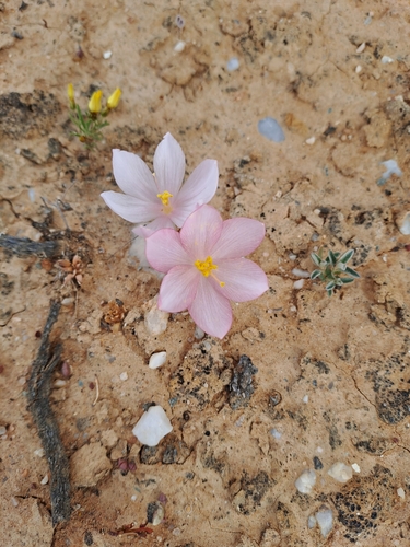 Curly Kukumakranka (Gethyllis linearis)