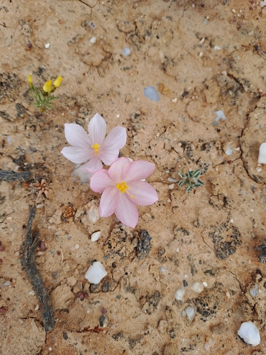 Image of Gethyllis linearis by (c) Noeleen du Toit, some rights reserved (CC BY-SA)