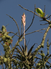 Tillandsia incarnata