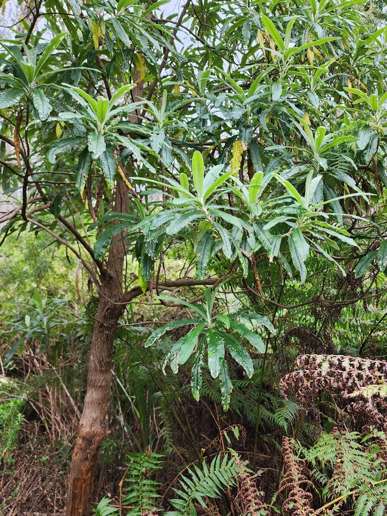 Blanket Leaf from Nadgee NSW 2551, Australia on October 12, 2023 at 11