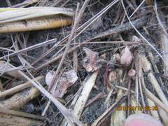 Paramarasmius mesosporus