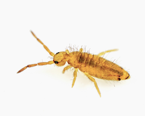 Entomobrya nicoleti