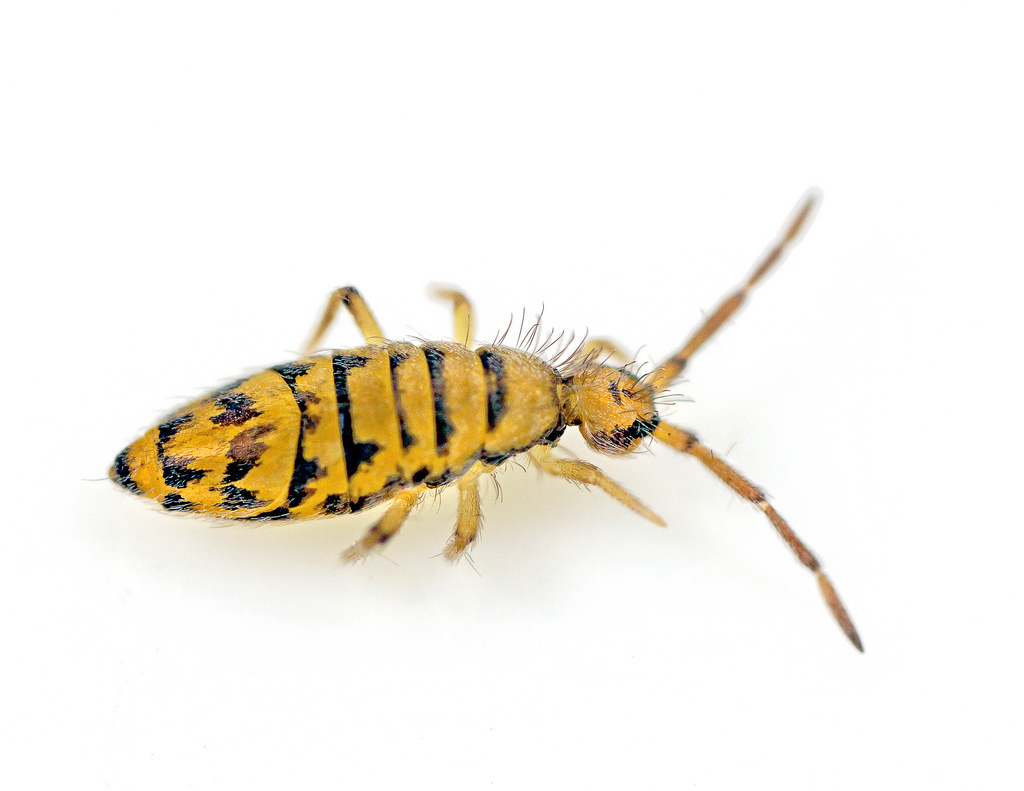 Springtail