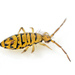 Entomobrya multifasciata - Photo (c) ajcann, μερικά δικαιώματα διατηρούνται (CC BY-NC), uploaded by ajcann