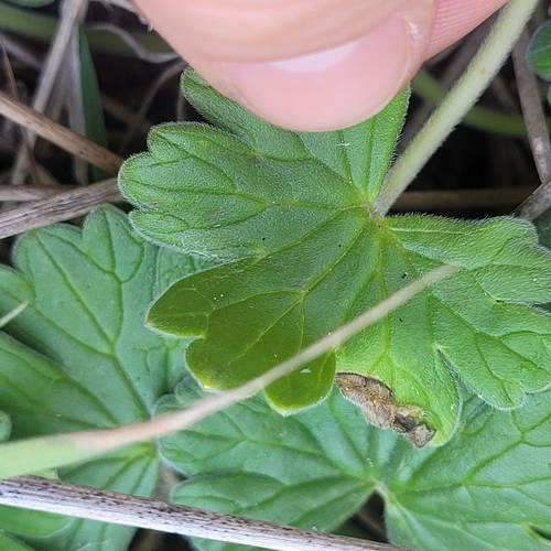 Image of Geranium traversii by (c) Julia Palmer, some rights reserved (CC BY-SA)