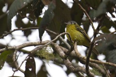 Phyllomyias cinereiceps