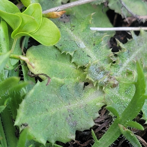 Image of Sonchus kirkii by (c) Julia Palmer, some rights reserved (CC BY-SA)
