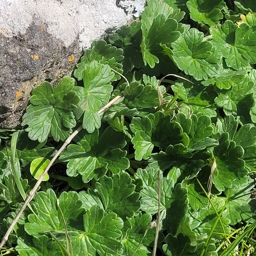 Image of Geranium traversii by (c) Julia Palmer, some rights reserved (CC BY-SA)