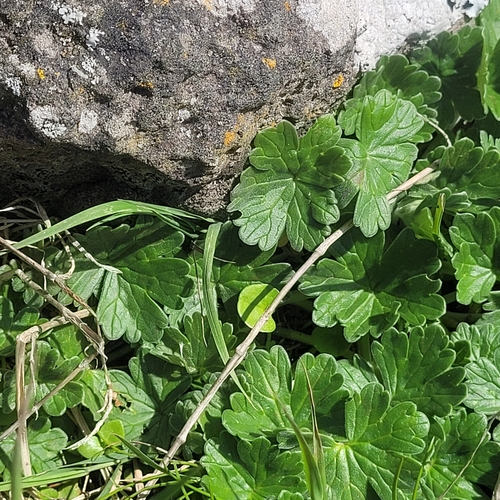 Image of Geranium traversii by (c) Julia Palmer, some rights reserved (CC BY-SA)