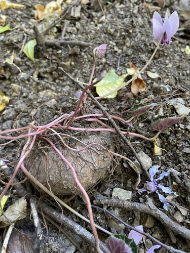 Cyclamen hederifolium