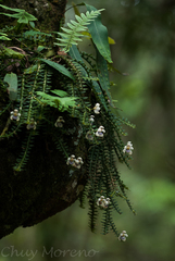 Dichaea intermedia
