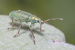 Phyllobius arborator