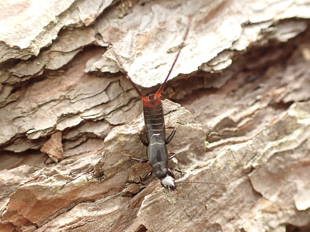 Nesogaster lewisi