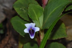 Viola stipularis