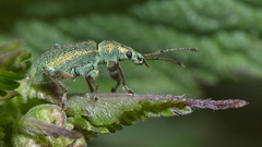 Phyllobius arborator