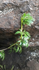 Niphogeton ternata