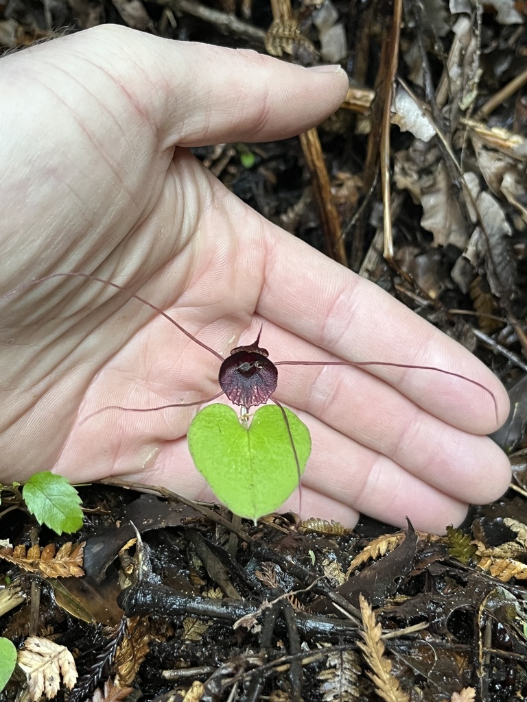 Corybas iridescens