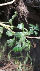 Niphogeton ternata