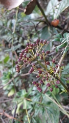 Niphogeton ternata