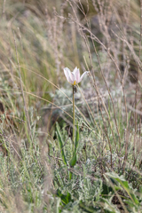 Tulipa suaveolens