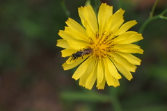 Hylaeus nanseiensis
