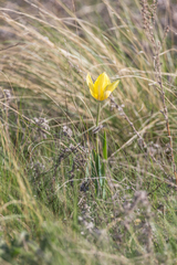 Tulipa suaveolens