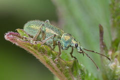 Phyllobius arborator