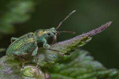 Phyllobius arborator