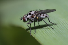 Anthomyia pluvialis