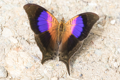 Marpesia furcula