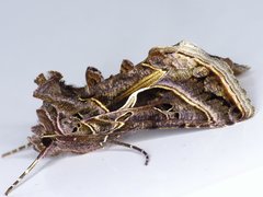 Autographa flagellum