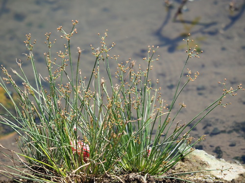 Image of Fimbristylis littoralis by no rights reserved