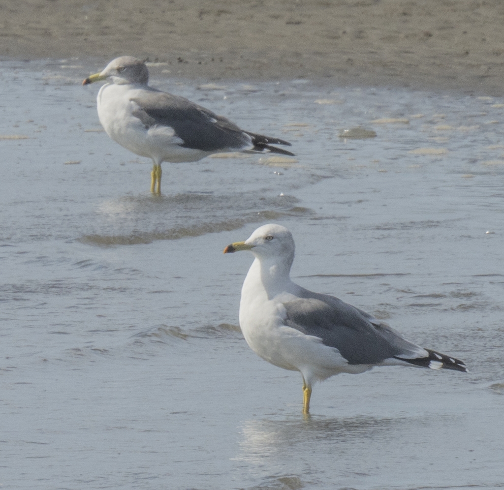 Black tailed gull from rinkaicho edogawa city tokyo 134 0086 japan