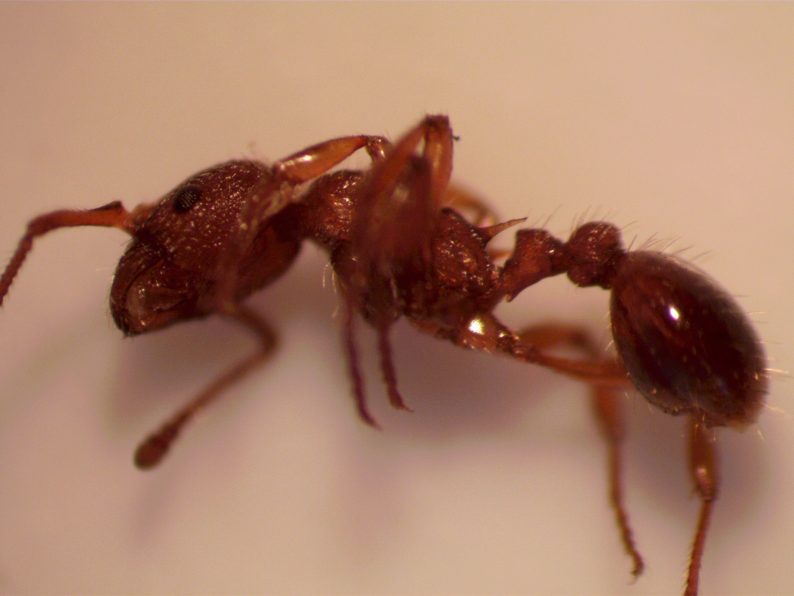 Myrmica salina