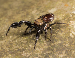 Harmochirus brachiatus
