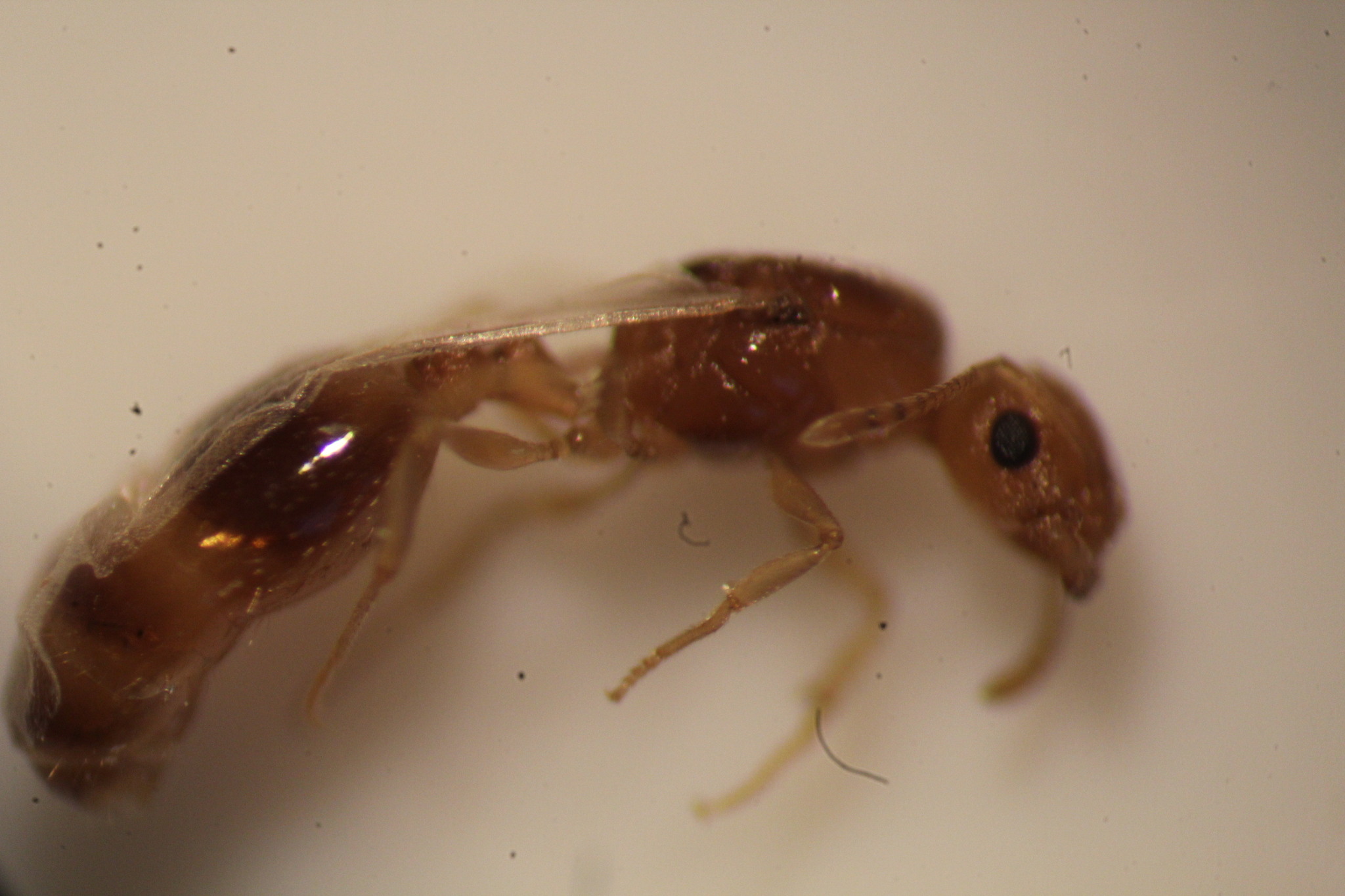 Temnothorax melleus