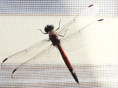 Micrathyria atra
